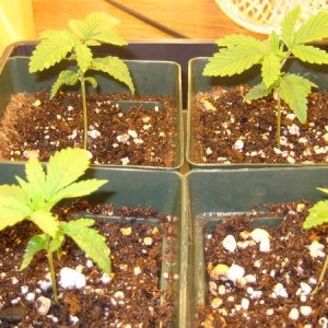 Chronic seedlings