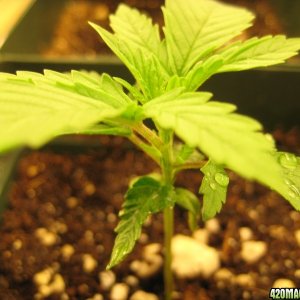 Chronic seedlings