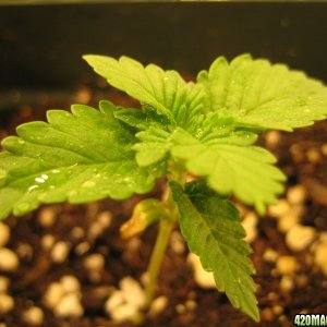 Chronic seedlings