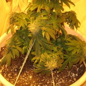 Kush plant Day 39 flowering