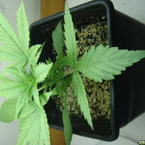 PharmaFarmer's Spicy White Devil CFL grow