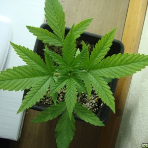 PharmaFarmer's Spicy White Devil CFL grow