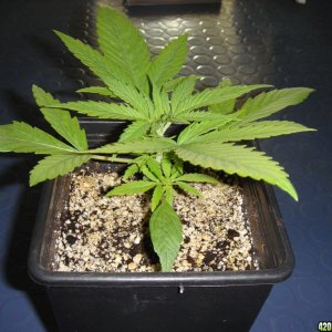 PharmaFarmer's Spicy White Devil CFL grow