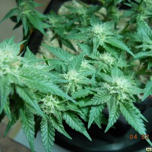 WW bonsai - 23 days flower