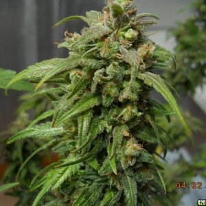 PE - 44 days flower