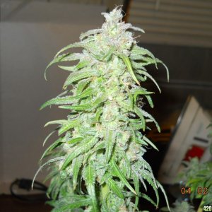 PE - 44 days flower