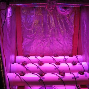 DIY Aeroponics Set-up