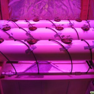 DIY Aeroponics Set-up