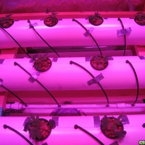 DIY Aeroponics Set-up