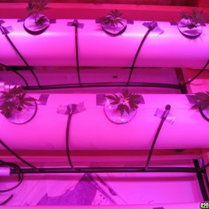 DIY Aeroponics Set-up