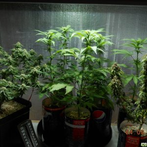 Grow room Group Shot 4-9-12