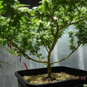 WW bonsai