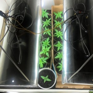 first grow 2012