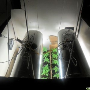 first grow 2012