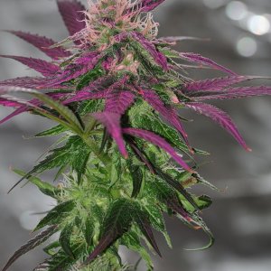 DSC_6532_indica_girl