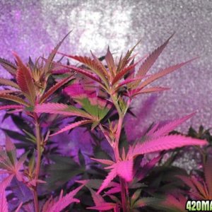 Grow Room showing LED lights