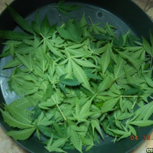 tray of fan leaves