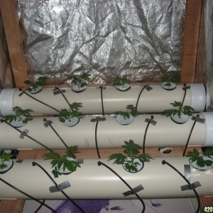 DIY Aeroponics: White Russian, 9-13 days into veg