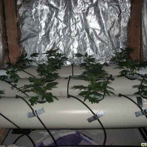 DIY Aeroponics: White Russian, 9-13 days into veg