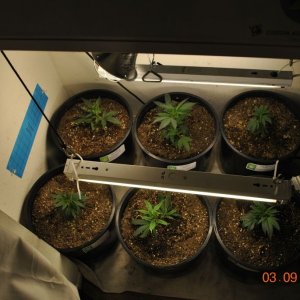 current crop 4th grow