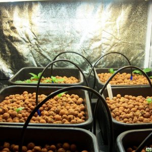 CFL test grow