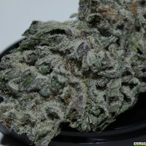 BlackBerry Kush