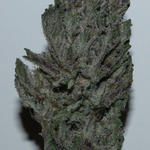 BlackBerry Kush