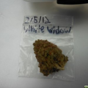 White Widow