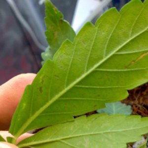 leaf holes