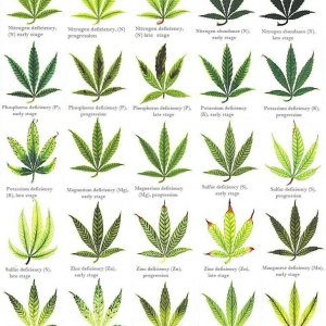 cannabis_leaf-deficiencies2