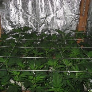 DIY Aeroponics: White Russian, 4 days into flower