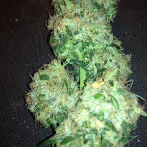 barneys farm vanilla kush