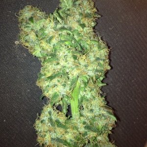 barneys farm vanilla kush