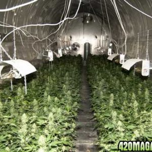 420 Grow