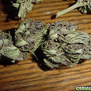 Purple Papaya