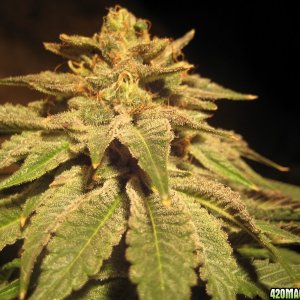 kush bud day 50 flowering