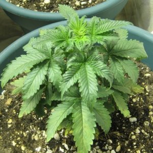 chronic seedling