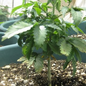 chronic seedling