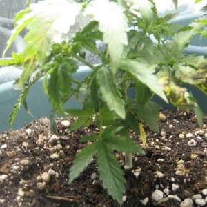 chronic seedling