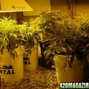 Grow Room