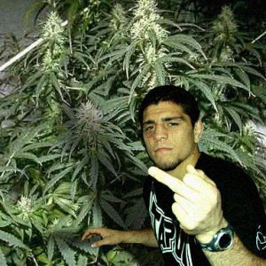 nick_diaz_weed