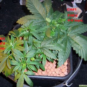 CFL test grow