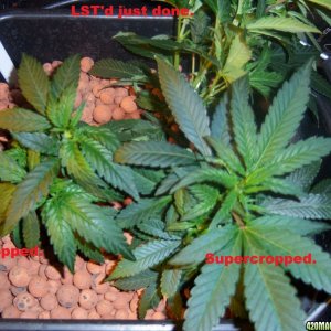 CFL test grow