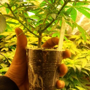 CFL test grow