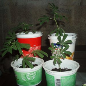 Thai clones