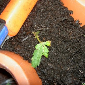 veg room