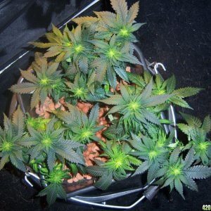 CFL test grow