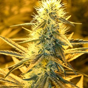 Organic_G_D_P_x_Silver_Mist_Cola_at_28_Days