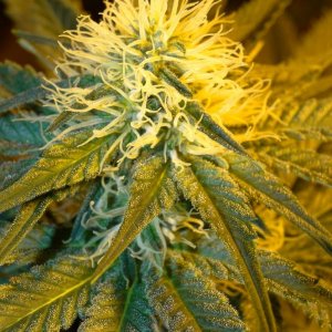 Organic_Indoor_G_D_P_x_AK-47_Flower