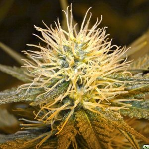 Organic_Indoor_G_D_P_x_Silver_Mist_Flower